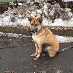 Подробнее об объявлении «Найдена собака кобель Москва» Фото: найдена собака  «Найдена собака кобель Москва» в г. Москва
