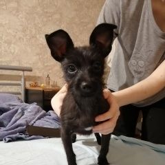 Подробнее об объявлении «Санкт-Петербург Найдена собака» Фото: найдена собака  «Санкт-Петербург Найдена собака» в г. Санкт-Петербург