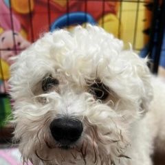 Подробнее об объявлении «Найдена собака кобель Москва» Фото: найдена собака Бишон-фриз «Найдена собака кобель Москва» в г. Москва