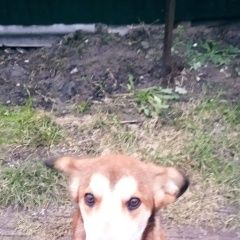 Картинка найдена собака В городе Калининград (Кенигсберг) нашелся сабакен. Калининград (Кенигсберг)