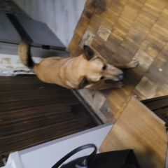 Подробнее об объявлении «Найдена собака довженко.5843 Москва» Фото: найдена собака  «Найдена собака довженко.5843 Москва» в г. Москва