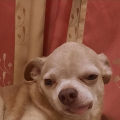 Подробнее об объявлении «Найдена собака кобель Москва» Фото: найдена собака Чихуахуа «Найдена собака кобель Москва» в г. Москва