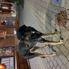 Картинка найдена собака В городе Краснодар найдена собака. Краснодар