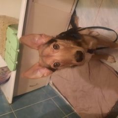 Подробнее об объявлении «Санкт-Петербург Найдена собака девочка» Фото: найдена собака  «Санкт-Петербург Найдена собака девочка» в г. Санкт-Петербург