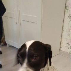 Подробнее об объявлении «Найдена собака кобель кабель в районе марьино Москва» Фото: найдена собака  «Найдена собака кобель кабель в районе марьино...» в г. Москва