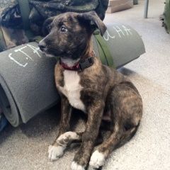 Подробнее об объявлении «Старый Оскол Найдена собака щенок коричневый цвет сука» Фото: найдена собака  «Старый Оскол Найдена собака щенок коричневый...» в г. Старый Оскол