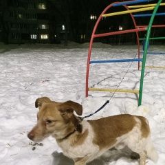 Подробнее об объявлении «Найдена собака кобель Чебоксары» Фото: найдена собака  «Найдена собака кобель Чебоксары» в г. Чебоксары