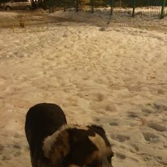 Подробнее об объявлении «Найдена собака кобель алабай Москва» Фото: найдена собака Среднеазиатская овчарка «Найдена собака кобель алабай Москва» в г. Москва