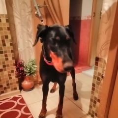 Подробнее об объявлении «Найдена собака Москва» Фото: найдена собака Доберман «Найдена собака Москва» в г. Москва