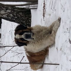 Подробнее об объявлении «Мытищи Найдена собака кобель московская сторожевая» Фото: найдена собака Московская сторожевая «Мытищи Найдена собака кобель московская сторожевая» в г. Мытищи