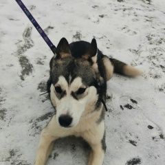 Подробнее об объявлении «Найдена собака заски Москва» Фото: найдена собака Сибирская хаски «Найдена собака заски Москва» в г. Москва