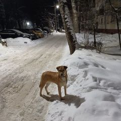 Картинка найдена собака В городе Ярославль обнаружилась собачёнка. Ярославль