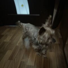 Подробнее об объявлении «Видное Найдена собака кобель» Фото: найдена собака  «Видное Найдена собака кобель» в г. Видное