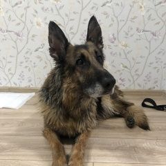 Подробнее об объявлении «Мытищи Найдена собака немецкая овчарка» Фото: найдена собака Немецкая овчарка «Мытищи Найдена собака немецкая овчарка» в г. Мытищи