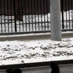 Подробнее об объявлении «Найдена собака несколько дней бегает около мцк Москва» Фото: найдена собака  «Найдена собака несколько дней бегает около мцк...» в г. Москва