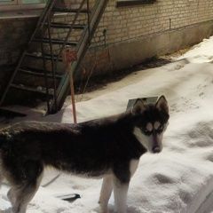 Подробнее об объявлении «Найдена собака хаски. Москва» Фото: найдена собака  «Найдена собака хаски. Москва» в г. Москва