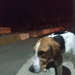 Подробнее об объявлении «Найдена собака охотничья собака Ставрополь» Фото: найдена собака  «Найдена собака охотничья собака Ставрополь» в г. Ставрополь