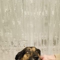 Подробнее об объявлении «Найдена собака немецкая овчарка. Москва» Фото: найдена собака Немецкая овчарка «Найдена собака немецкая овчарка. Москва» в г. Москва