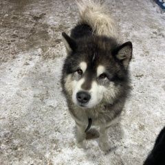Подробнее об объявлении «Найдена собака кобель чей маламут??? Иркутск» Фото: найдена собака Аляскинский маламут «Найдена собака кобель чей маламут??? Иркутск» в г. Иркутск