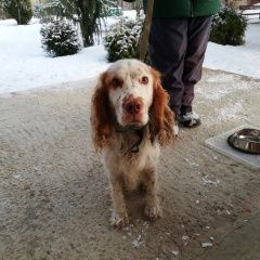 Подробнее об объявлении «Найдена собака кобель русский охотничий спаниель Тамбов» Фото: найдена собака Русский охотничий спаниель «Найдена собака кобель русский охотничий...» в г. Тамбов