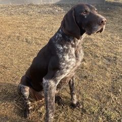 Картинка найдена собака В городе Красноармейская найдена собаченка. Красноармейская