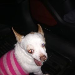 Подробнее об объявлении «Найдена собака Конаково» Фото: найдена собака  «Найдена собака Конаково» в г. Конаково