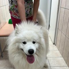 Подробнее об объявлении «Санкт-Петербург Найдена собака кобель самоед» Фото: найдена собака  «Санкт-Петербург Найдена собака кобель самоед» в г. Санкт-Петербург