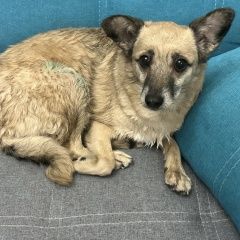 Подробнее об объявлении «Найдена собака. Москва» Фото: найдена собака  «Найдена собака. Москва» в г. Москва