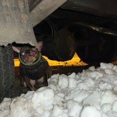 Подробнее об объявлении «Санкт-Петербург Найдена собака кобель в комбинезоне в руки не даётся» Фото: найдена собака Чихуахуа «Санкт-Петербург Найдена собака кобель в...» в г. Санкт-Петербург