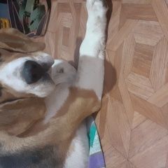 Подробнее об объявлении «Найдена собака бигль Армавир» Фото: найдена собака Бигль «Найдена собака бигль Армавир» в г. Армавир