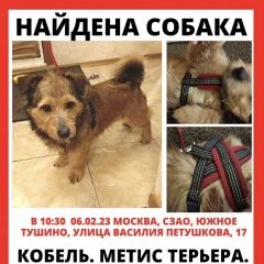 Подробнее об объявлении «Найдена собака кобель, терьер, красная шлейка Москва» Фото: найдена собака  «Найдена собака кобель, терьер, красная шлейка...» в г. Москва