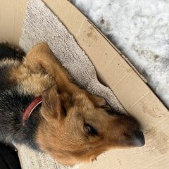 Картинка найдена собака В городе Черноголовка нашлась собачёнка. Черноголовка