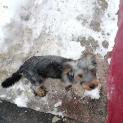 Подробнее об объявлении «Найдена собака кобель Чебоксары» Фото: найдена собака  «Найдена собака кобель Чебоксары» в г. Чебоксары