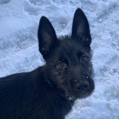 Подробнее об объявлении «Санкт-Петербург Найдена собака» Фото: найдена собака  «Санкт-Петербург Найдена собака» в г. Санкт-Петербург