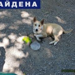 Подробнее об объявлении «Найдена собака ляля Сочи» Фото: найдена собака  «Найдена собака ляля Сочи» в г. Сочи