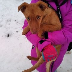 Подробнее об объявлении «Найдена собака, р-н леруа мерлен Ставрополь» Фото: найдена собака  «Найдена собака, р-н леруа мерлен Ставрополь» в г. Ставрополь