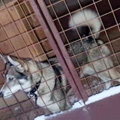 Подробнее об объявлении «Найдена собака хаски молодая девочка Вороново» Фото: найдена собака  «Найдена собака хаски молодая девочка Вороново» в г. Вороново