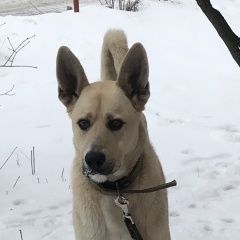 Подробнее об объявлении «Одинцово Найдена собака кобель молодой. светлого окраса» Фото: найдена собака  «Одинцово Найдена собака кобель молодой....» в г. Одинцово