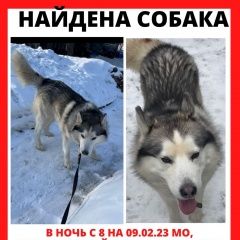 Подробнее об объявлении «Найдена собака кобель хаски Москва» Фото: найдена собака Сибирская хаски «Найдена собака кобель хаски Москва» в г. Москва