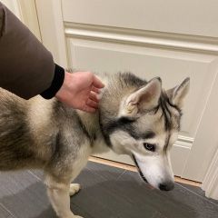 Подробнее об объявлении «Видное Найдена собака кобель» Фото: найдена собака Сибирская хаски «Видное Найдена собака кобель» в г. Видное