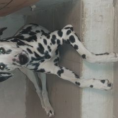 Подробнее об объявлении «Найдена собака Анапа» Фото: найдена собака  «Найдена собака Анапа» в г. Анапа