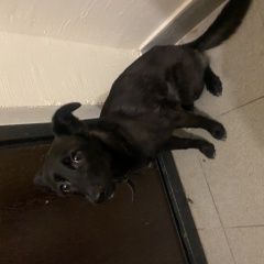 Подробнее об объявлении «Санкт-Петербург Найдена собака на авангардной» Фото: найдена собака  «Санкт-Петербург Найдена собака на авангардной» в г. Санкт-Петербург