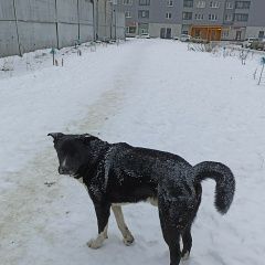 Подробнее об объявлении «Санкт-Петербург Найдена собака кобель» Фото: найдена собака  «Санкт-Петербург Найдена собака кобель» в г. Санкт-Петербург