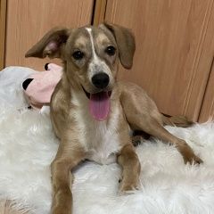 Подробнее об объявлении «Мытищи Найдена собака кобель молодой кобель» Фото: найдена собака  «Мытищи Найдена собака кобель молодой кобель» в г. Мытищи