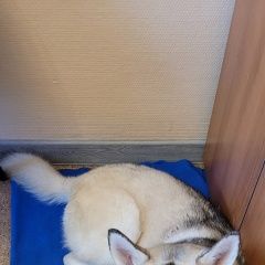 Подробнее об объявлении «Вологда Найдена собака кобель метис хаски, возраст 1-2 года» Фото: найдена собака  «Вологда Найдена собака кобель метис хаски,...» в г. Вологда