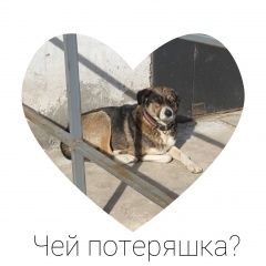 Подробнее об объявлении «Ростов-на-Дону Найдена собака кобель» Фото: найдена собака  «Ростов-на-Дону Найдена собака кобель» в г. Ростов-на-Дону