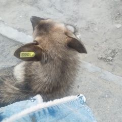 Подробнее об объявлении «Актау (Шевченко) Найдена собака» Фото: найдена собака  «Актау (Шевченко) Найдена собака» в г. Актау (Шевченко)