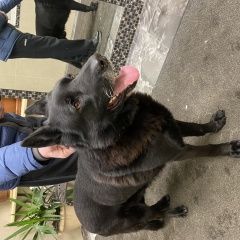 Подробнее об объявлении «Санкт-Петербург Найдена собака кобель. чёрная овчарка.» Фото: найдена собака Немецкая овчарка «Санкт-Петербург Найдена собака кобель. чёрная...» в г. Санкт-Петербург