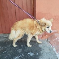 Подробнее об объявлении «Найдена собака старая собачка в ошейнике Москва» Фото: найдена собака  «Найдена собака старая собачка в ошейнике Москва» в г. Москва