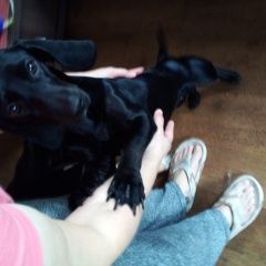 Подробнее об объявлении «Найдена собака такса девочк Иркутск» Фото: найдена собака Такса «Найдена собака такса девочк Иркутск» в г. Иркутск